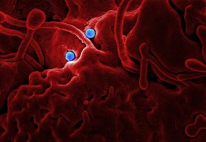 Illustrative image Microscopic Image of a Virus used in Accordemy®'s training on Infectious Disease and Public Health