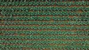 Illustrative image Aerial View of a Field of Cabbage used in Accordemy®'s training on Efficiency in Land Acquisition Compensation